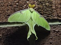 Luna Moth